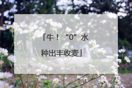 牛！“0”水种出丰收麦