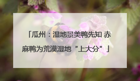 瓜州：湿地景美鸭先知 赤麻鸭为荒漠湿地“上大分”