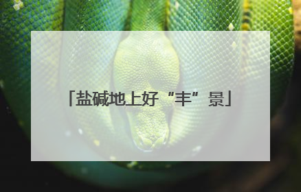 盐碱地上好“丰”景