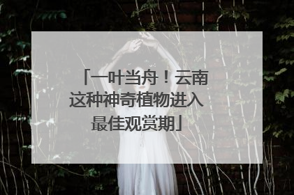 一叶当舟！云南这种神奇植物进入最佳观赏期
