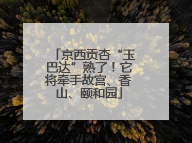 京西贡杏“玉巴达”熟了！它将牵手故宫、香山、颐和园