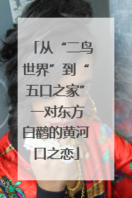从“二鸟世界”到“五口之家” 一对东方白鹳的黄河口之恋
