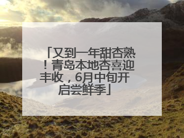 又到一年甜杏熟！青岛本地杏喜迎丰收，6月中旬开启尝鲜季