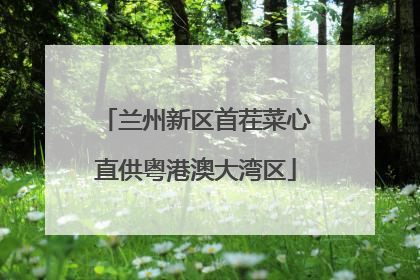 兰州新区首茬菜心直供粤港澳大湾区