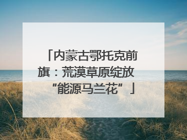 内蒙古鄂托克前旗：荒漠草原绽放“能源马兰花”