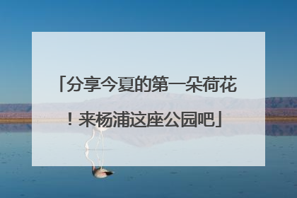 分享今夏的第一朵荷花！来杨浦这座公园吧