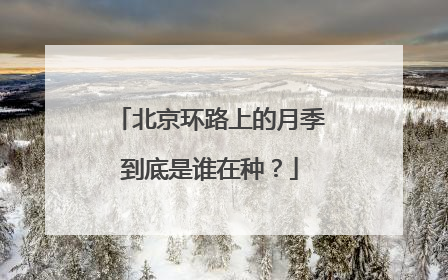 北京环路上的月季到底是谁在种？