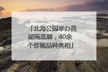北海公园举办首届碗莲展，40余个珍稀品种亮相