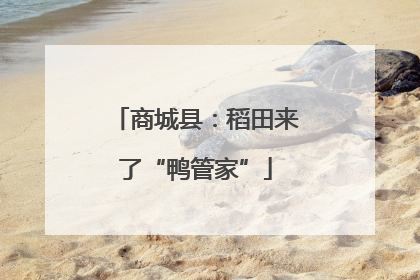 商城县：稻田来了“鸭管家”