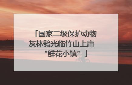 国家二级保护动物灰林鸮光临竹山上庸“鲜花小镇”