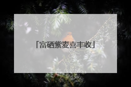富硒紫麦喜丰收