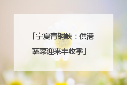 宁夏青铜峡：供港蔬菜迎来丰收季