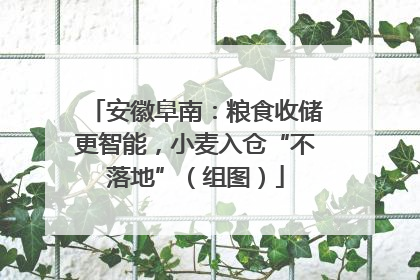 安徽阜南：粮食收储更智能，小麦入仓“不落地”（组图）