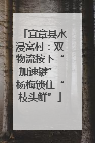 宜章县水浸窝村：双物流按下“加速键” 杨梅锁住“枝头鲜”