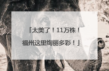 太美了！11万株！福州这里绚丽多彩！