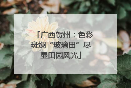 广西贺州：色彩斑斓“玻璃田”尽显田园风光
