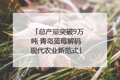 总产量突破9万吨 青岛蓝莓解码现代农业新范式