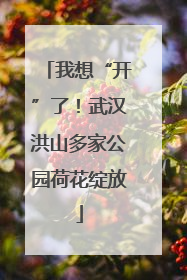 我想“开”了！武汉洪山多家公园荷花绽放