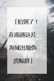 拍到了！在南通这片海域出现伪虎鲸群