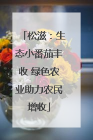 松滋：生态小番茄丰收 绿色农业助力农民增收