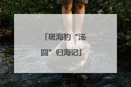 斑海豹“汤圆”归海记