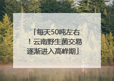 每天50吨左右！云南野生菌交易逐渐进入高峰期