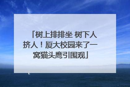 树上排排坐 树下人挤人！厦大校园来了一窝猫头鹰引围观