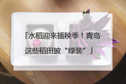 水稻迎来插秧季！青岛这些稻田披“绿装”