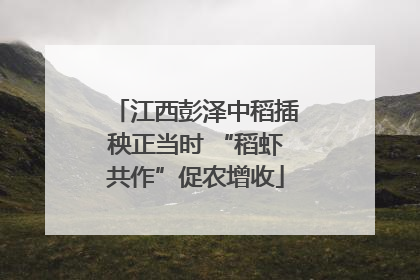 江西彭泽中稻插秧正当时 “稻虾共作”促农增收