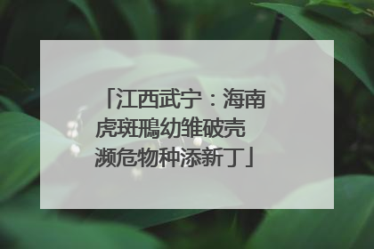 江西武宁：海南虎斑鳽幼雏破壳 濒危物种添新丁