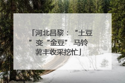 河北昌黎：“土豆”变“金豆” 马铃薯丰收采挖忙