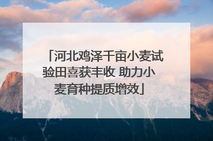 河北鸡泽千亩小麦试验田喜获丰收 助力小麦育种提质增效