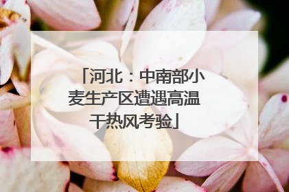 河北：中南部小麦生产区遭遇高温干热风考验