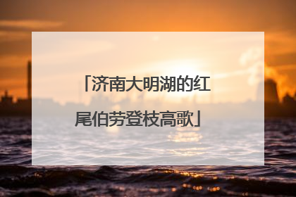 济南大明湖的红尾伯劳登枝高歌