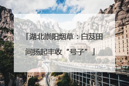湖北崇阳烟草：白芨田间扬起丰收“号子”