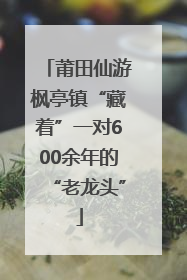 莆田仙游枫亭镇“藏着”一对600余年的“老龙头”