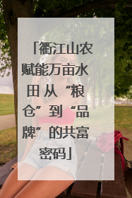 衢江山农赋能万亩水田 从“粮仓”到“品牌”的共富密码