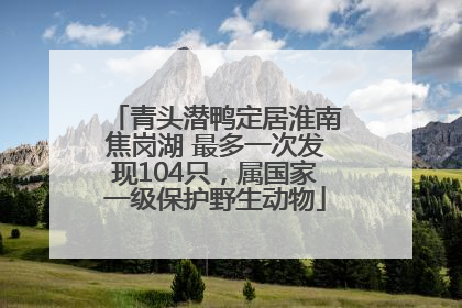 青头潜鸭定居淮南焦岗湖 最多一次发现104只，属国家一级保护野生动物