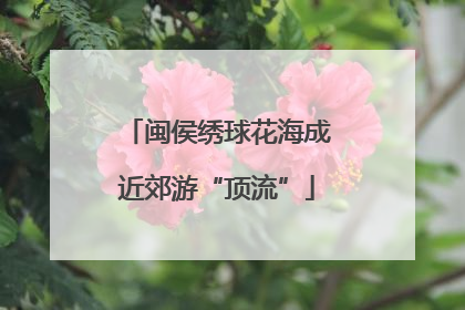 闽侯绣球花海成近郊游“顶流”
