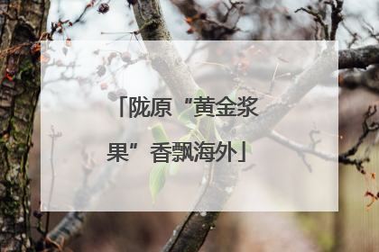 陇原“黄金浆果”香飘海外