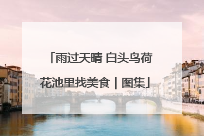 雨过天晴 白头鸟荷花池里找美食｜图集