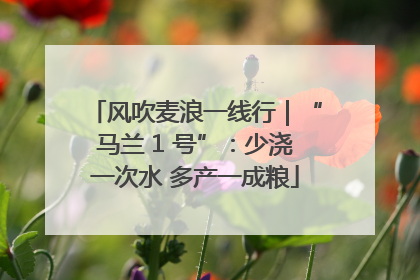 风吹麦浪一线行｜“马兰 1 号”：少浇一次水 多产一成粮