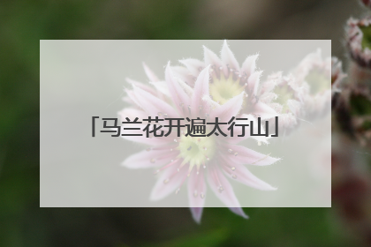 马兰花开遍太行山