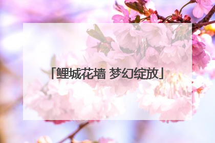鲤城花墙 梦幻绽放