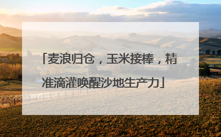 麦浪归仓，玉米接棒，精准滴灌唤醒沙地生产力