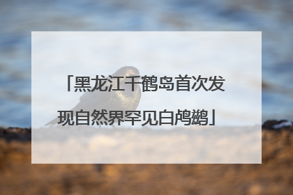 黑龙江千鹤岛首次发现自然界罕见白鸬鹚